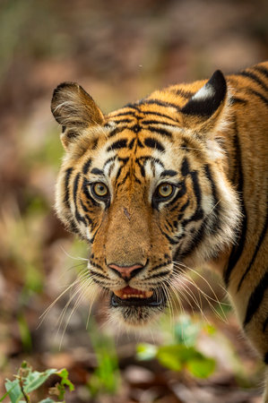 wild indian male bengal tiger or panthera tigris fine art closeup or portrait with eye contact in morning safari at bandhavgarh national park forest reserve madhya pradesh india asiaの写真素材