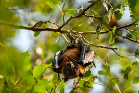 indian flying fox or greater indian fruit bat or Pteropus giganteus face closeup or portrait hanging...