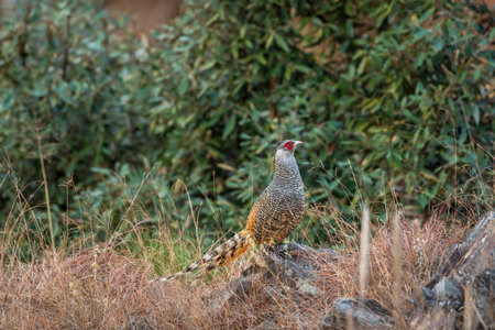cheer pheasant or Catreus wallichii or Wallichs pheasant portrait during winter migration perched on...