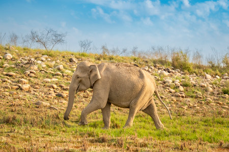 wild aggressive asian female elephant or Elephas maximus indicus walking in summer season safari in migration and natural scenic background jim corbett national park forest reserve uttarakhand indiaの写真素材