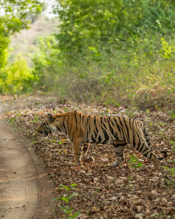 wild female tiger or panthera tigris crossing forest road or trail morning territory stroll in natural scenic green background bandhavgarh national park forest reserve madhya pradesh indiaの写真素材