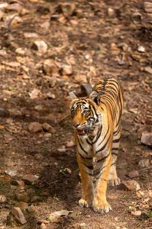 wild female bengal tiger or tigress or panthera tigris head on closeup or portrait in morning territory stroll in safari at ranthambore national park forest reserve sawai madhopur rajasthan india asiaの写真素材