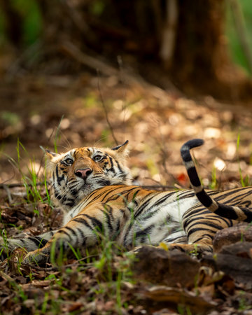 wild indian male bengal tiger or panthera tigris fine art closeup with eye contact in morning safari...