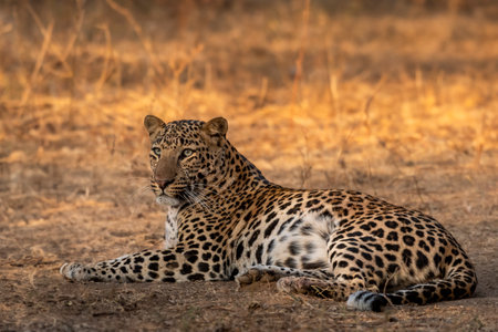 wild huge male leopard or panther or panthera pardus fine art closeup or portrait sitting in forest with eye contact in winter season safari at jhalana leopard reserve jaipur rajasthan india asiaの写真素材
