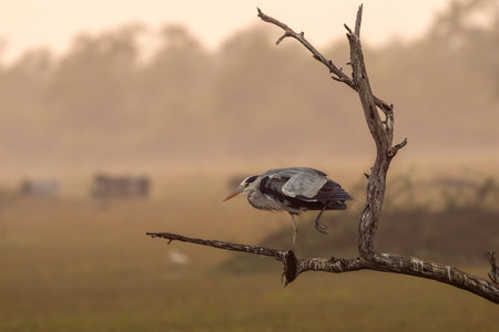grey heron or Ardea cinerea walking on perch in safari during cold winter season sunset light at keoladeo national park or bharatpur bird sanctuary rajasthan india asiaの写真素材