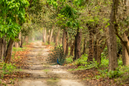 Indian peafowl or Pavo cristatus male peacock display wings open dancing full colorful wingspan to attract female in natural green Terai Arc Landscape forest pilibhit national park uttar pradesh indiaの写真素材