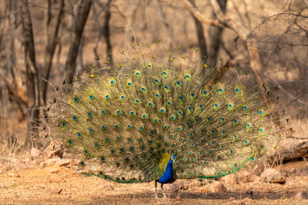 Indian peafowl or Pavo cristatus or male peacock display his wings open dancing with full colorful...