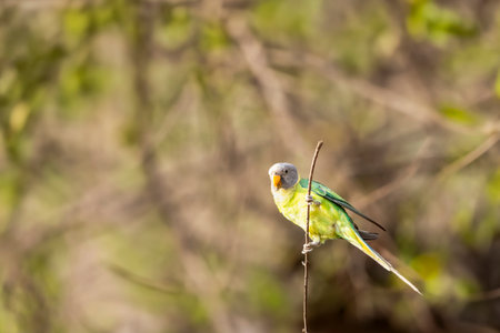 wild Plum headed parakeet or Psittacula cyanocephala bird at jim corbett national park forest tiger...