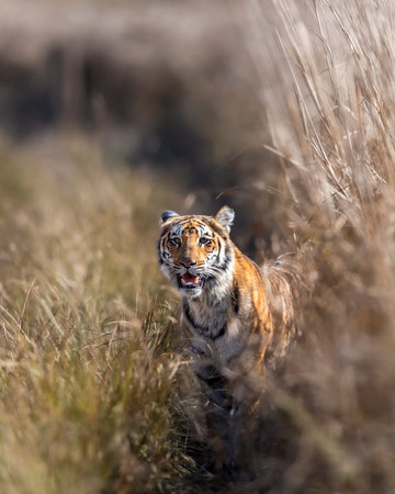 curious wild male bengal tiger or panthera tigris cub out from grassland with eye contact watching safari vehicles in winter evening safari at dhikala zone jim corbett national park uttarakhand indiaの写真素材