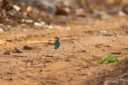Indian pitta or Pitta brachyura beautiful colorful nine colors back profile bird calling perched on ground a summer season migration at ranthambore national park forest tiger reserve india asiaの写真素材
