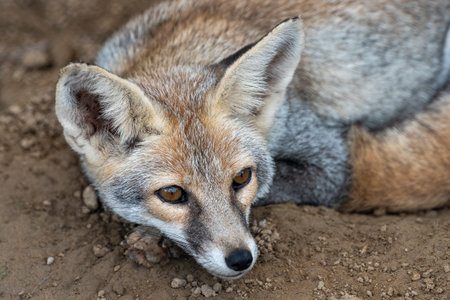 white footed fox or desert fox or vulpes vulpes pusilla fine art closeup or portrait in close proximity in natural background in outdoor jungle safari ranthambore national park forest rajasthan indiaの写真素材