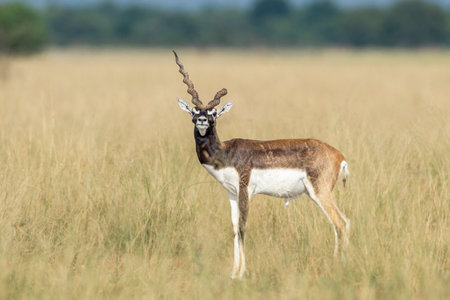 wild male blackbuck or antilope cervicapra or indian antelope Blackbuck National Park Velavadar bhavnagar gujrat india asia blackbuck with broken horn closeup or portrait in natural green backgroundの写真素材