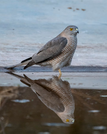 Thirsty wild bird of prey Shikra or Accipiter badius or little banded goshawk for quenching thirst with reflection in water near waterhole at forest safari in national park of india asiaの写真素材