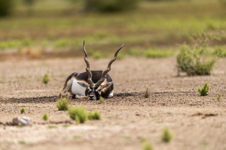 wild male blackbuck or antilope cervicapra or indian antelope at Blackbuck National Park Velavadar bhavnagar gujrat india asia blackbuck closeup or portrait lying on ground in natural green backgroundの写真素材