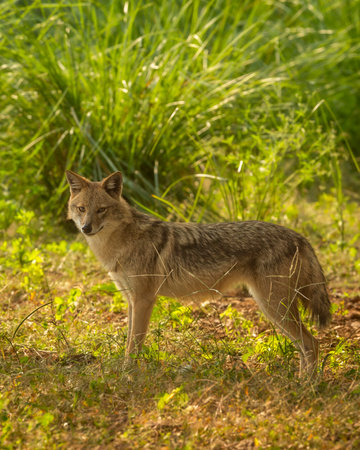 Wild indian golden jackal or Canis aureus indicus side profile with eye contact and natural green in winter season morning safari at ranthambore national park forest tiger reserve rajasthan indiaの写真素材