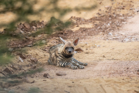 Striped hyena or hyaena hyaena closeup or portrait sitting on track with eye contact blocking road in winter season outdoor jungle safari in ranthambore national park forest tiger reserve india asiaの写真素材