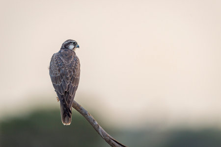 Laggar falcon or Falco jugger, a migratory bird, sitting on a perch with a green background during winter morning in an open grass field of Tal Chhapar Blackbuck Sanctuary, Rajasthan, India, Asia.の写真素材