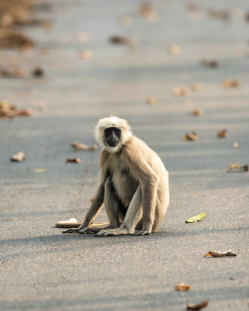 Tarai gray langur or Semnopithecus hector an Old World monkey closeup or portrait sitting on tar...