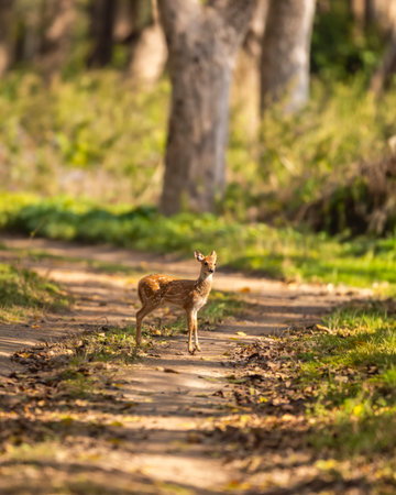 wild spotted deer or chital or axis deer fawn on forest track road block in natural scenic green background in winter season safari at jim corbett national park forest tiger reserve uttarakhand indiaの写真素材