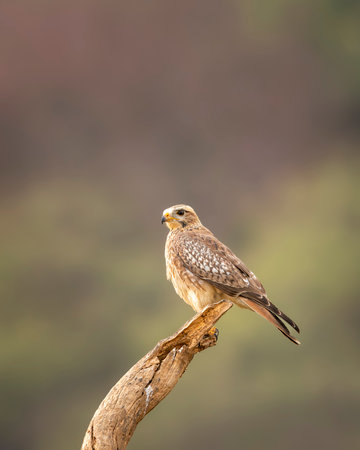 White eyed buzzard or Butastur teesa perched in natural green background in winter season safari at...