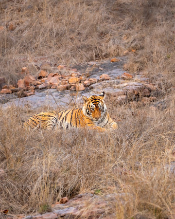 wild female bengal tiger or panthera tigris ranthambore national park forest reserve rajasthan india. tigress sitting in grass in dry rocky hills in winter season evening golden hour light in safariの写真素材