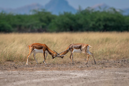 Two wild male blackbuck or antilope cervicapra or indian antelope in action fighting with force long horns open natural green grassland background velavadar National Park Bhavnagar gujrat india asiaの写真素材