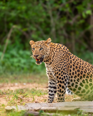 wild indian dominant male leopard or panther or panthera pardus sitting pose in natural monsoon season green background with eye contact near waterhole during safari at forest of central indiaの写真素材