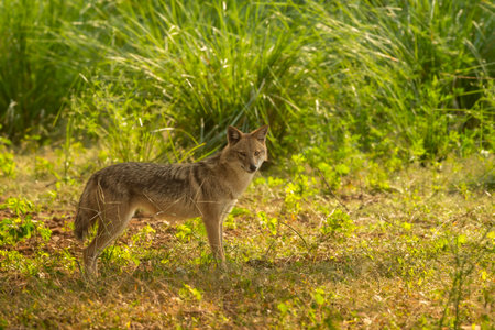 Wild indian golden jackal or Canis aureus indicus side profile with eye contact and natural green in winter season morning safari at ranthambore national park forest tiger reserve rajasthan indiaの写真素材