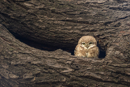 spotted owlet or Athene brama at keoladeo ghana national park or bharatpur bird sanctuary forest reserve rajasthan india asia bird in his nest with eye contact in winter season safariの写真素材