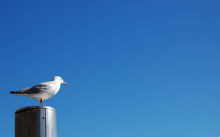 A seagull stands alone on a pole.の写真素材