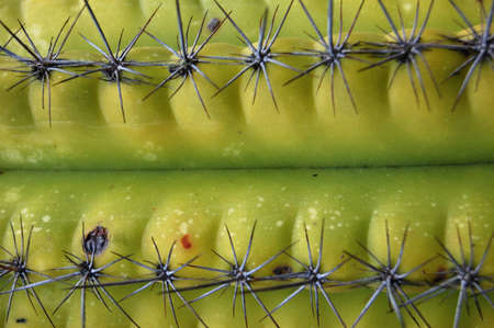 Close-up of a cactus plant. Thorns creating an apparent path.の写真素材