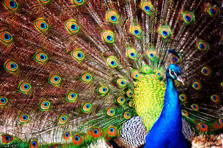 The beauty of imperfection. A peacock shows its feathers - only to find a whole in the fan shape.の写真素材