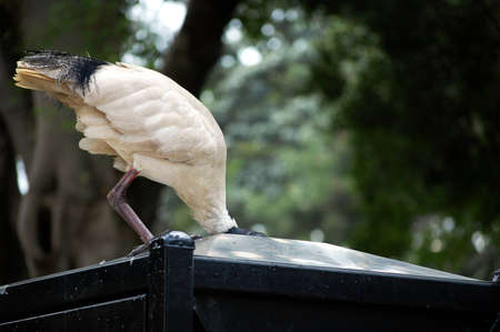 An ibis scavenges for food in a park bin.の写真素材