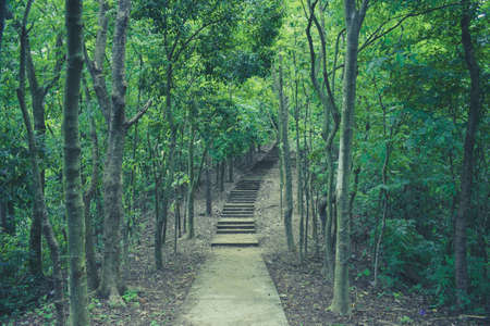 A jungle road tn the shitakundh pahar,Chattagramの写真素材