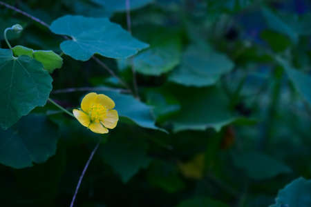 Abutilon indicum is a small shrub in the family Malvaceae. It is a small shrub with beautiful tiny yellow flowerの写真素材