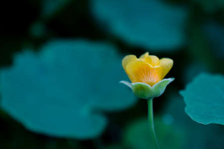 Abutilon indicum is a small shrub in the family Malvaceae. It is a small shrub with beautiful tiny yellow flowerの写真素材