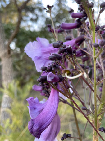 lilac and purple flower with buds in focus with trees and grass background