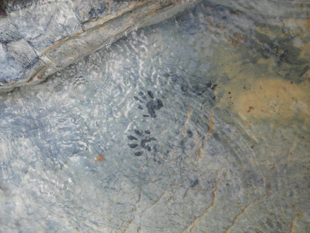 Small tracks in a streamの写真素材