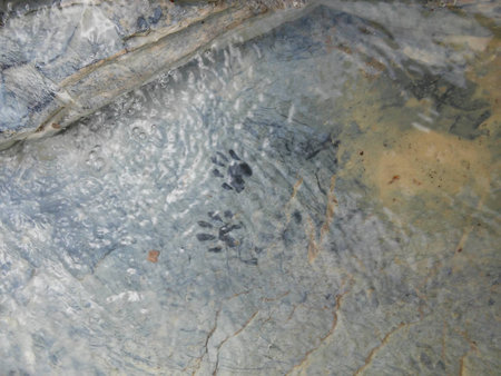 Animal tracks in a streamの写真素材