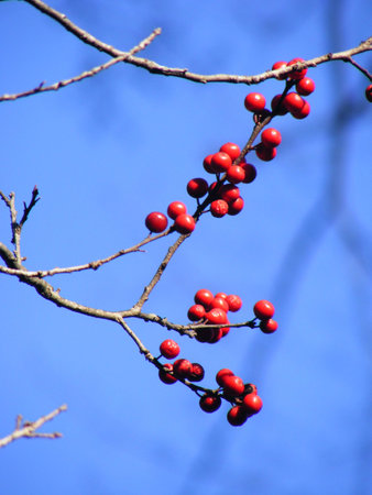 Red Berries on a Winter Treeの写真素材