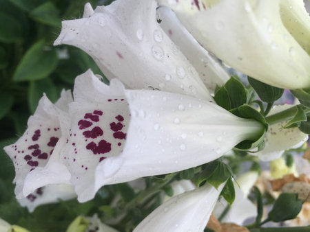 White foxglove and dewの写真素材