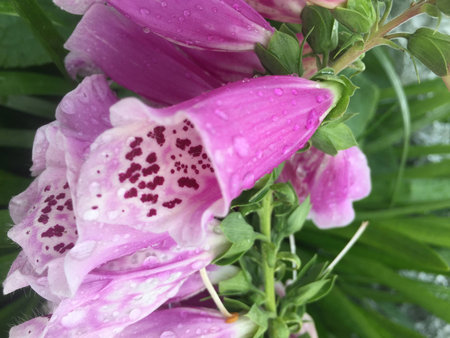 Purple foxglove closeupの写真素材