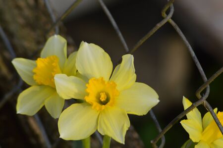 Yellow flowers on the fenceの写真素材