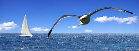 The seagull and the sailing boat       の写真素材