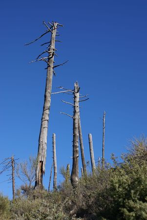 Dead treeの写真素材