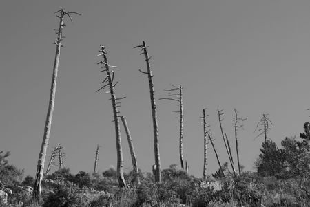 Dead forest in black and whiteの写真素材