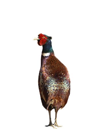 Common Pheasant (Phasianus colchicus) isolated on a white background.の写真素材