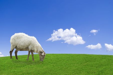 White sheep in a green grass against a blue skyの写真素材
