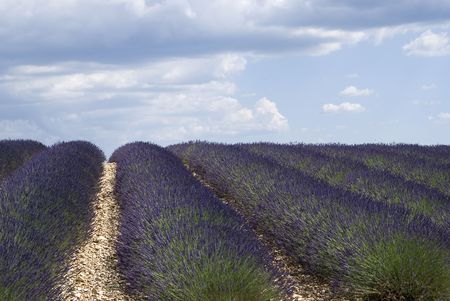 Lavender field in the region of Provence, southern France, photographed on a summer afternoon, just after a thunderstorm.の写真素材