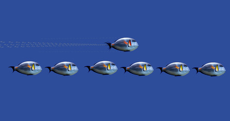 Illustration of tropical fishes on concept :  speed up the processの写真素材